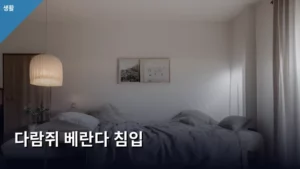 베란다에 나타난 다람쥐, 침입 대처법부터 예방책까지 총정리한다