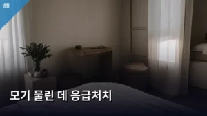 여름철 필수 지식, 모기 물린 데 응급처치 완벽 가이드